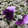 Viola wittrockiana ombre fiolet 3r 1 Rosliny Ozdobne Car Zamosc Jatutow Lubelskie