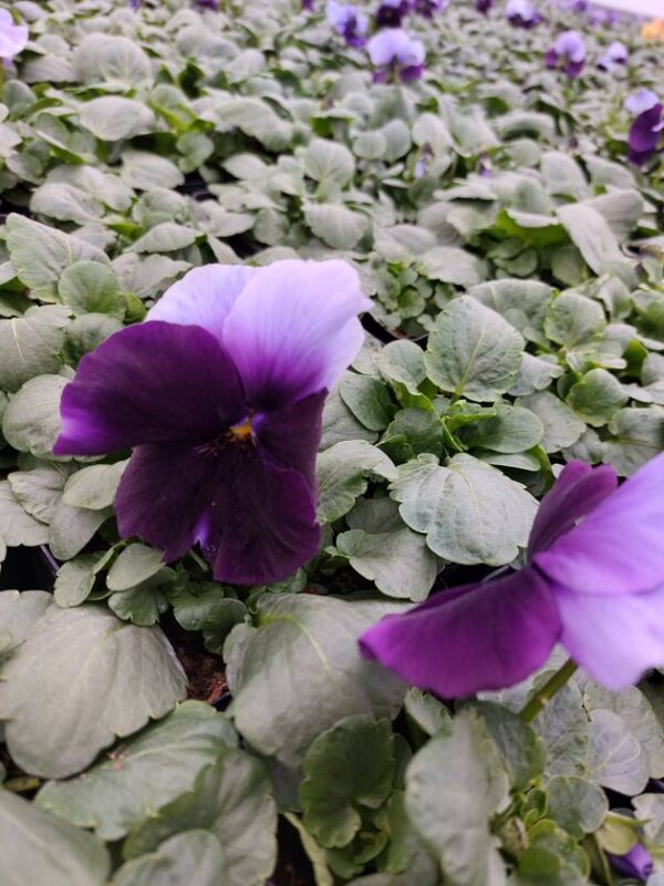 Viola wittrockiana ombre fiolet 3r 1 Rosliny Ozdobne Car Zamosc Jatutow Lubelskie