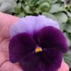 Viola wittrockiana ombre fiolet 3r 1 Rosliny Ozdobne Car Zamosc Jatutow Lubelskie