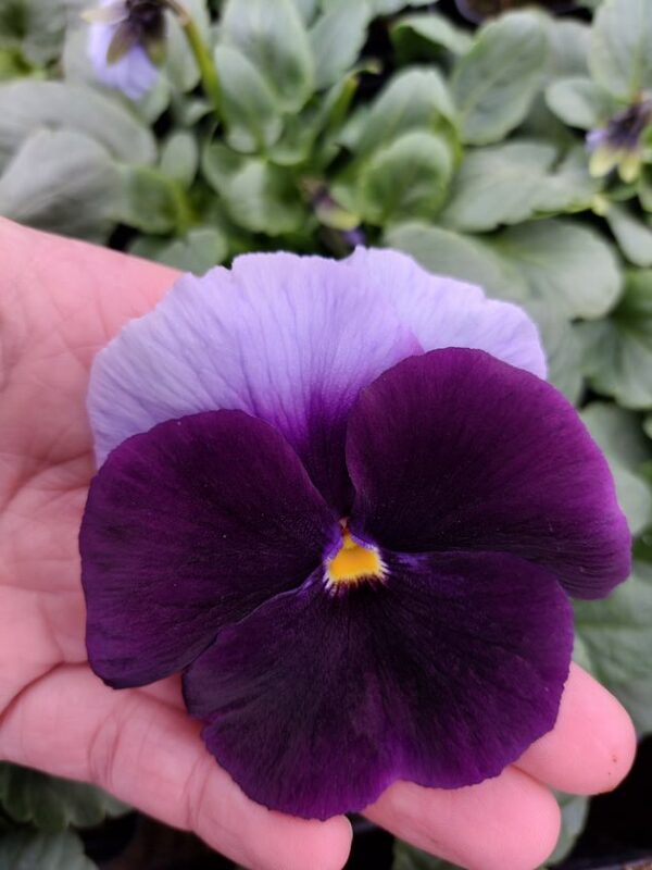 Viola wittrockiana ombre fiolet 3r 1 Rosliny Ozdobne Car Zamosc Jatutow Lubelskie