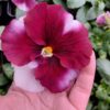 Viola wittrockiana ombre różowy 3r 1 Rosliny Ozdobne Car Zamosc Jatutow Lubelskie