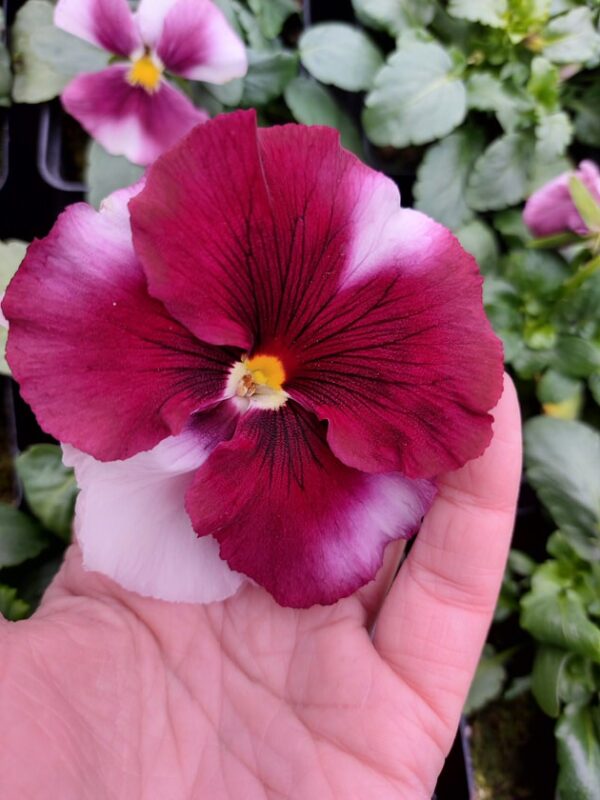 Viola wittrockiana ombre różowy 3r 1 Rosliny Ozdobne Car Zamosc Jatutow Lubelskie