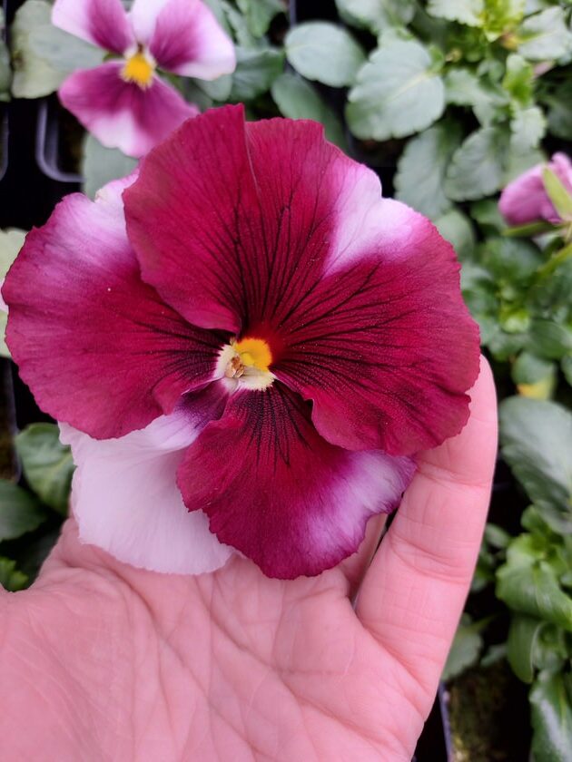 Viola wittrockiana ombre różowy 3r 1 Rosliny Ozdobne Car Zamosc Jatutow Lubelskie