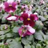 Viola wittrockiana ombre różowy 3r 1 Rosliny Ozdobne Car Zamosc Jatutow Lubelskie