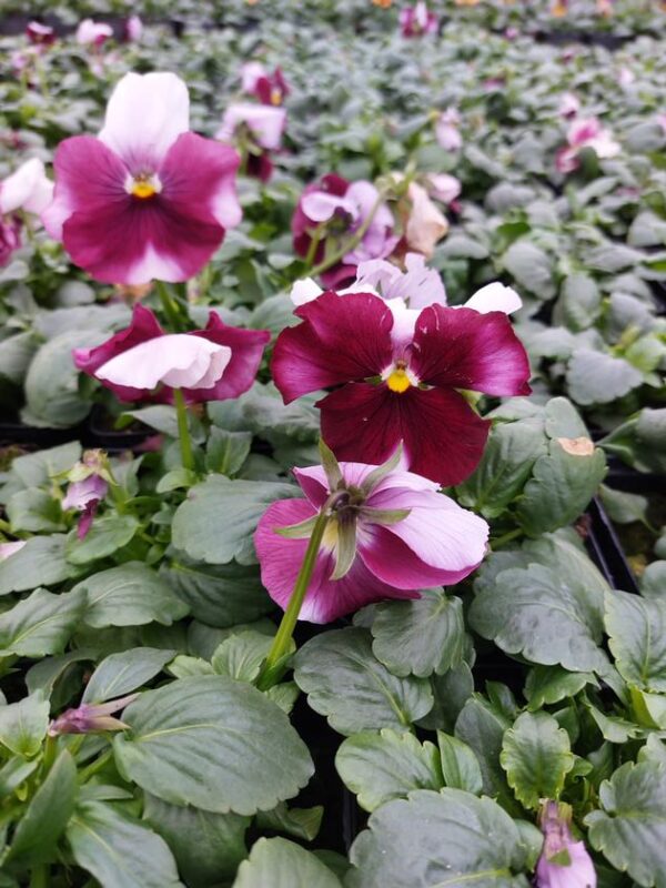 Viola wittrockiana ombre różowy 3r 1 Rosliny Ozdobne Car Zamosc Jatutow Lubelskie