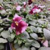 Viola wittrockiana ombre różowy 3r 1 Rosliny Ozdobne Car Zamosc Jatutow Lubelskie