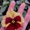 Viola wittrockiana ombre żółty 3r 2 Rosliny Ozdobne Car Zamosc Jatutow Lubelskie