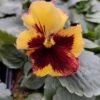 Viola wittrockiana ombre żółty 3r 2 Rosliny Ozdobne Car Zamosc Jatutow Lubelskie
