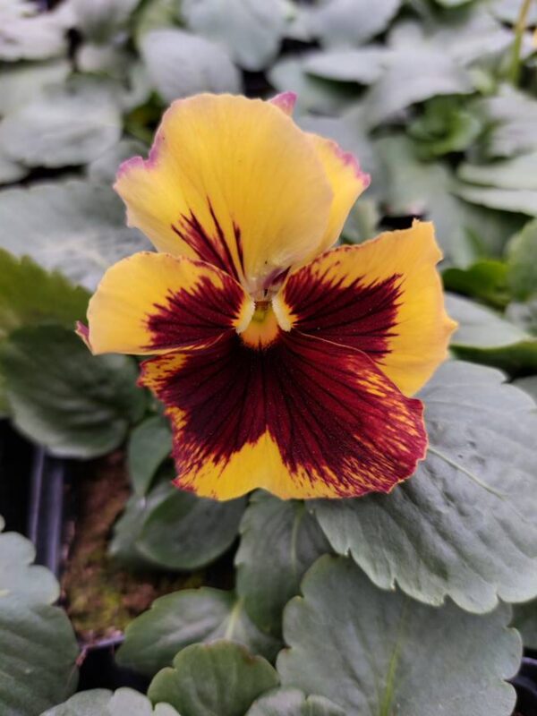 Viola wittrockiana ombre żółty 3r 2 Rosliny Ozdobne Car Zamosc Jatutow Lubelskie