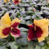 Viola wittrockiana ombre żółty 3r 2 Rosliny Ozdobne Car Zamosc Jatutow Lubelskie
