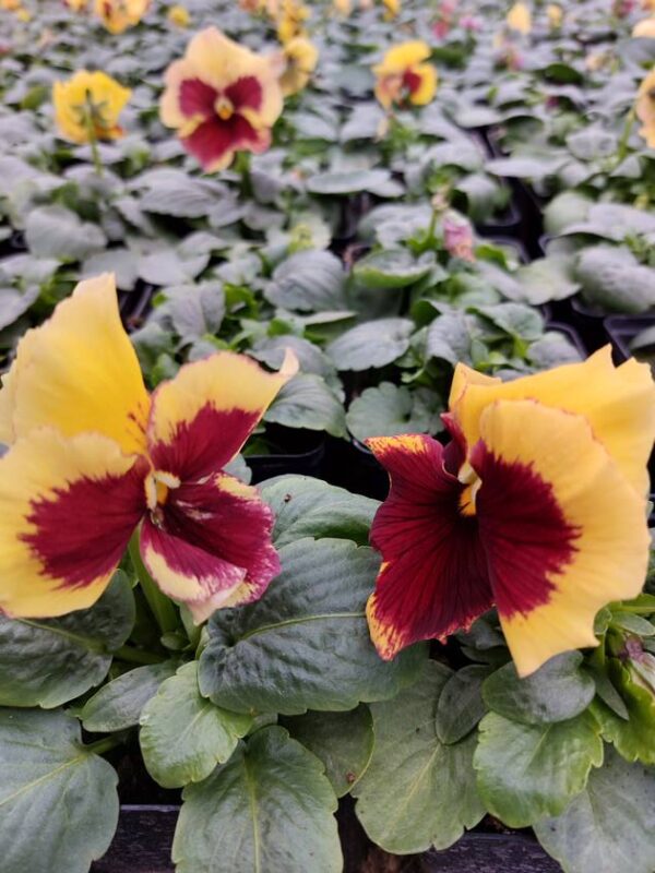Viola wittrockiana ombre żółty 3r 2 Rosliny Ozdobne Car Zamosc Jatutow Lubelskie