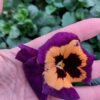 Viola wittrockiana pomarańczowo-fioletowy z plamką 4r 2 Rosliny Ozdobne Car Zamosc Jatutow Lubelskie