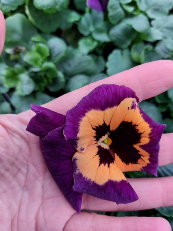 Viola wittrockiana pomarańczowo-fioletowy z plamką 4r 2 Rosliny Ozdobne Car Zamosc Jatutow Lubelskie
