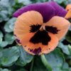 Viola wittrockiana pomarańczowo-fioletowy z plamką 4r 2 Rosliny Ozdobne Car Zamosc Jatutow Lubelskie