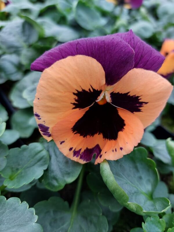 Viola wittrockiana pomarańczowo-fioletowy z plamką 4r 2 Rosliny Ozdobne Car Zamosc Jatutow Lubelskie