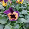 Viola wittrockiana pomarańczowo-fioletowy z plamką 4r 2 Rosliny Ozdobne Car Zamosc Jatutow Lubelskie