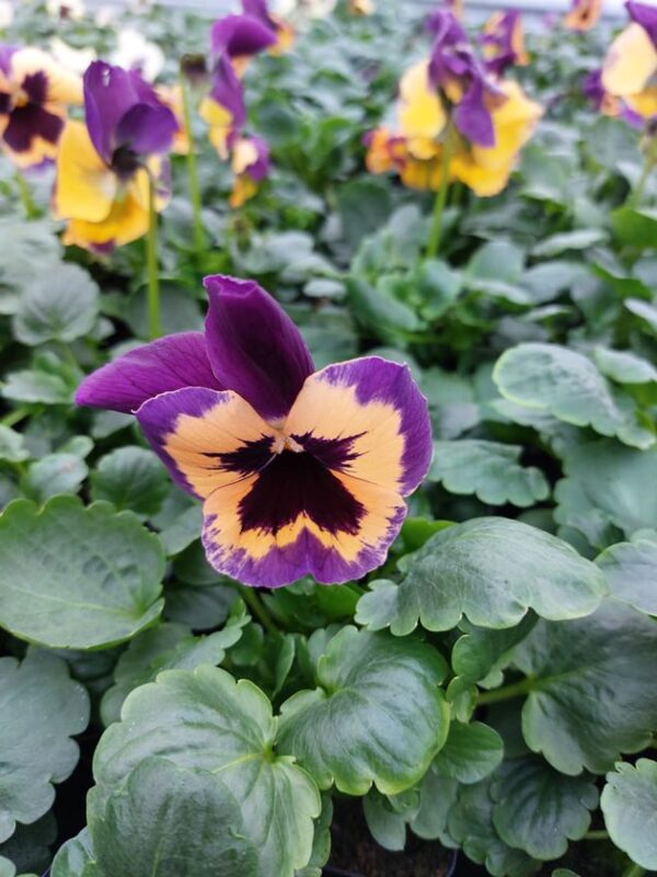 Viola wittrockiana pomarańczowo-fioletowy z plamką 4r 2 Rosliny Ozdobne Car Zamosc Jatutow Lubelskie