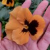 Viola wittrockiana pomarańczowy z plamką 4r 2 Rosliny Ozdobne Car Zamosc Jatutow Lubelskie