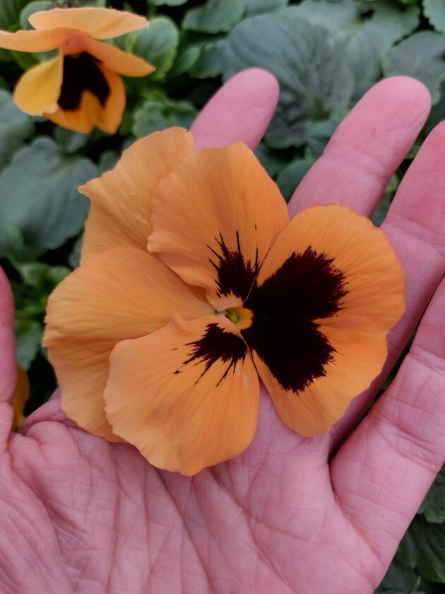 Viola wittrockiana pomarańczowy z plamką 4r 2 Rosliny Ozdobne Car Zamosc Jatutow Lubelskie