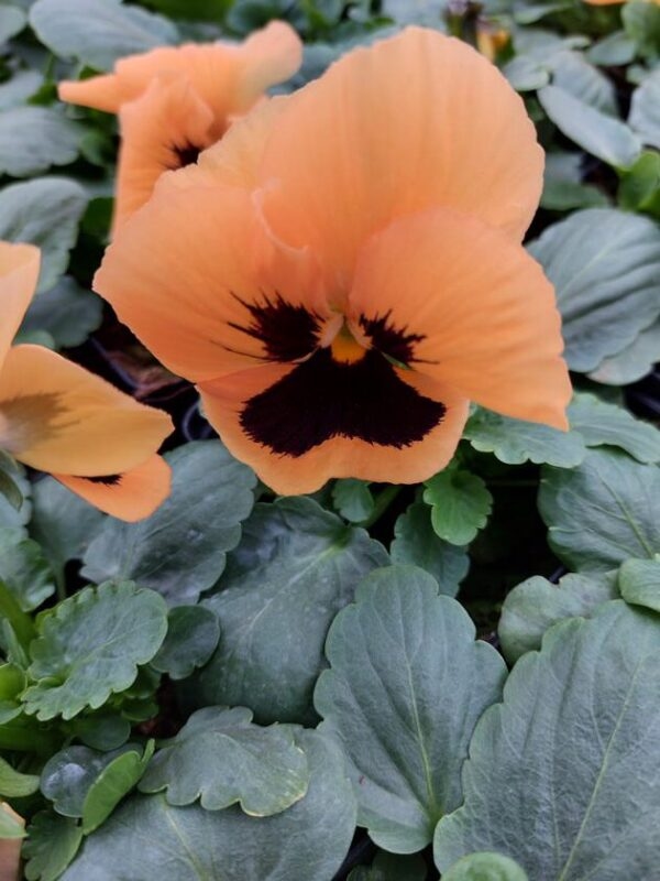 Pomarańczowy z plamką 4r