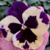 Viola wittrockiana trio 4r 2 Rosliny Ozdobne Car Zamosc Jatutow Lubelskie