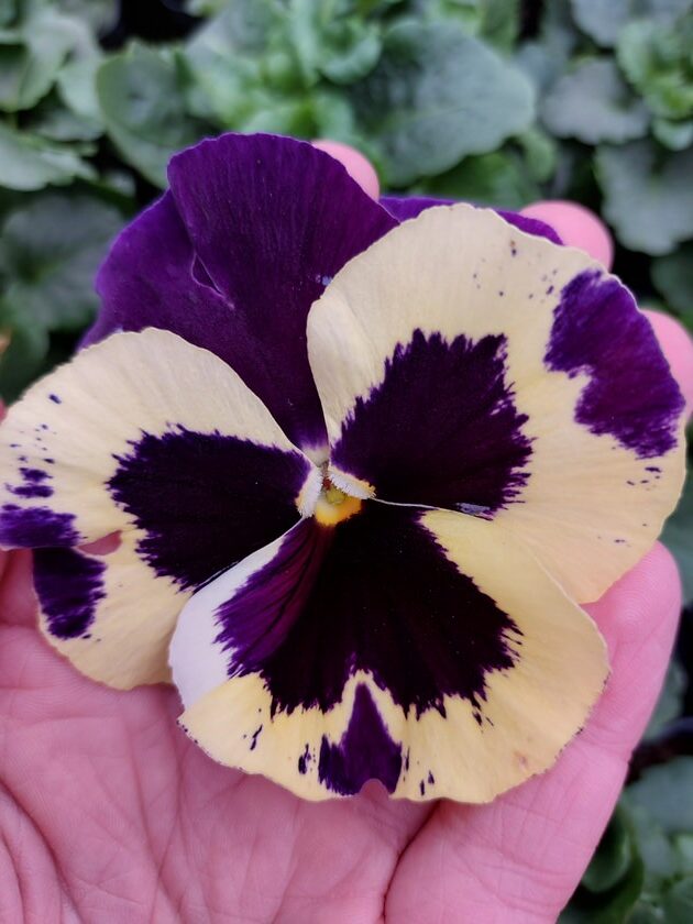 Viola wittrockiana trio 4r 2 Rosliny Ozdobne Car Zamosc Jatutow Lubelskie