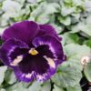 Viola wittrockiana trio 4r 2 Rosliny Ozdobne Car Zamosc Jatutow Lubelskie