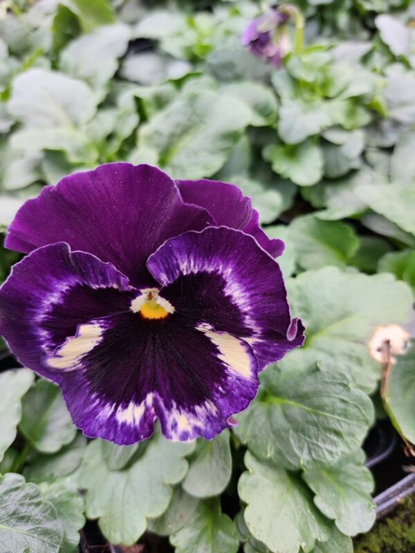 Viola wittrockiana trio 4r 2 Rosliny Ozdobne Car Zamosc Jatutow Lubelskie