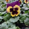 Viola wittrockiana trio 4r 2 Rosliny Ozdobne Car Zamosc Jatutow Lubelskie