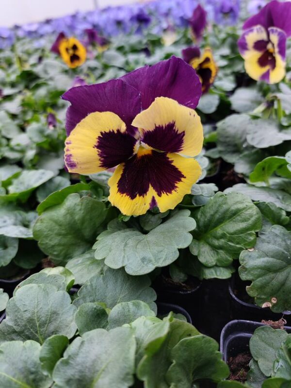 Viola wittrockiana trio 4r 2 Rosliny Ozdobne Car Zamosc Jatutow Lubelskie