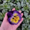 Viola wittrockiana żółto fioletowy 4r 1 Rosliny Ozdobne Car Zamosc Jatutow Lubelskie
