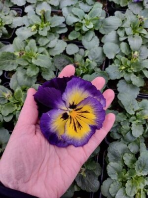 Żółto fioletowy 4r