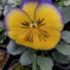 Viola wittrockiana żółto fioletowy 4r 1 Rosliny Ozdobne Car Zamosc Jatutow Lubelskie