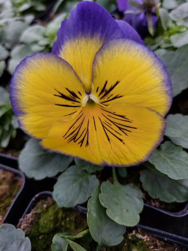 Żółto fioletowy 4r