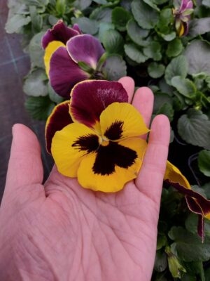 Żółty z plamką, brązowy żagiel 3r