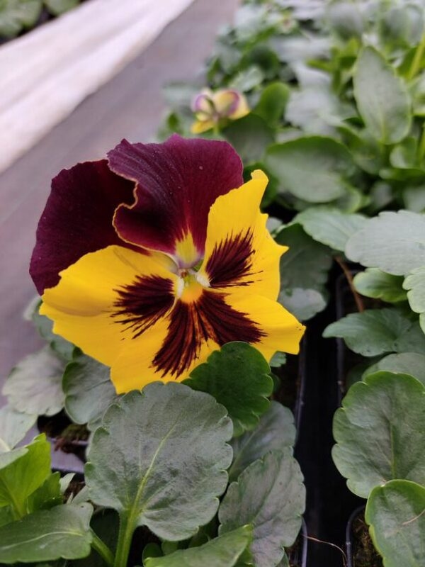 Żółty z plamką, brązowy żagiel 3r