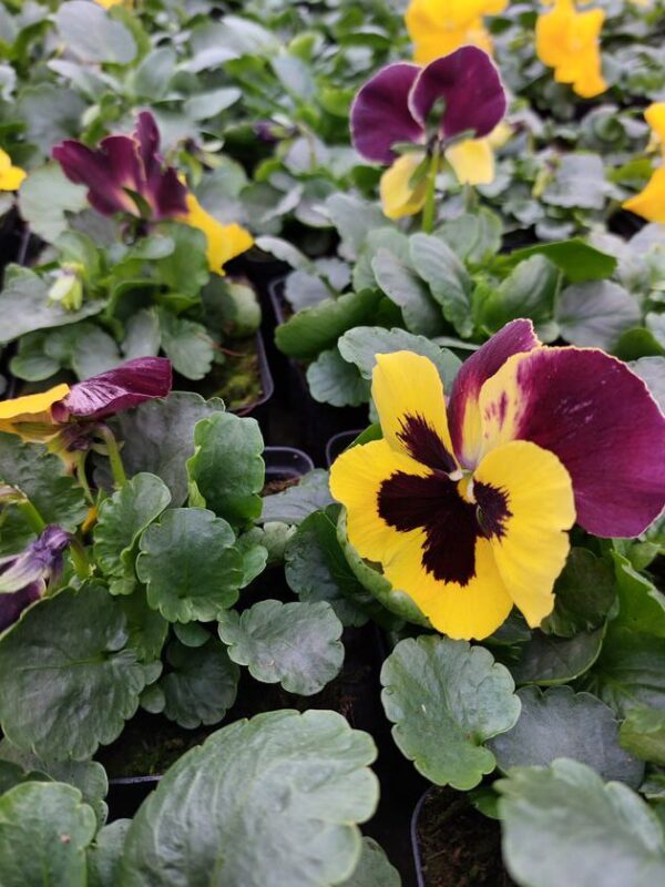 Żółty z plamką, brązowy żagiel 3r