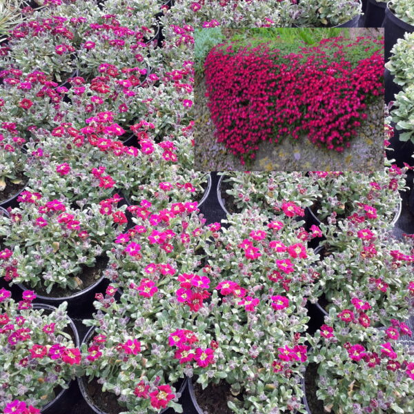 Żagwin ogrodowy | Axcent Burgundy | Aubrieta hybrida