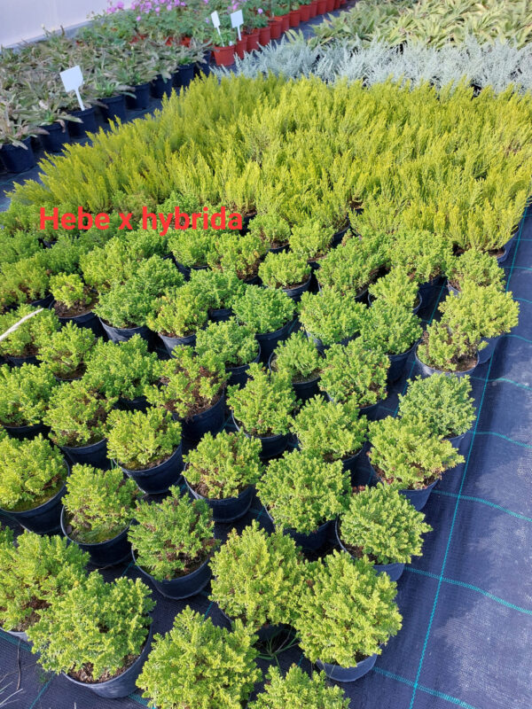 Krzewinka Hebe Green Globe