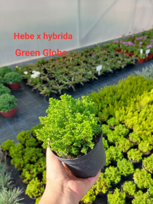 20220830_153500 Krzewinka Hebe Green Globe