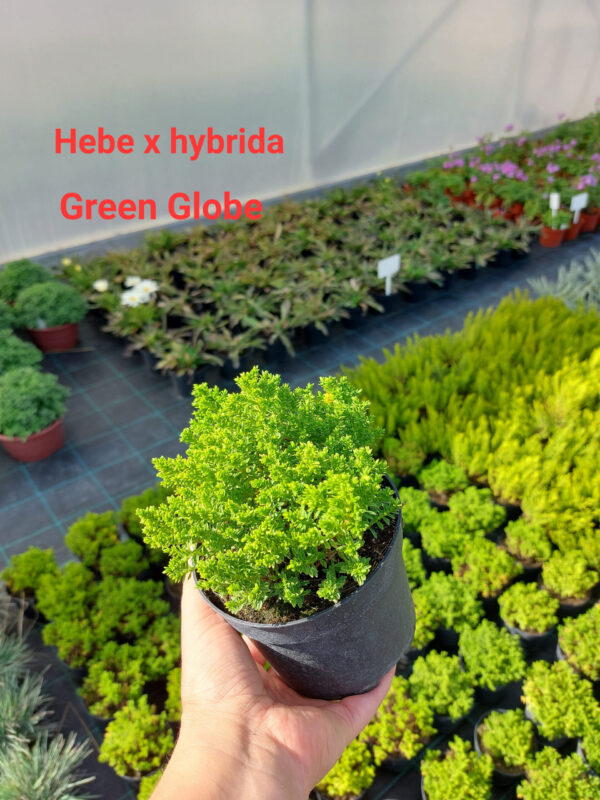 Krzewinka Hebe Green Globe