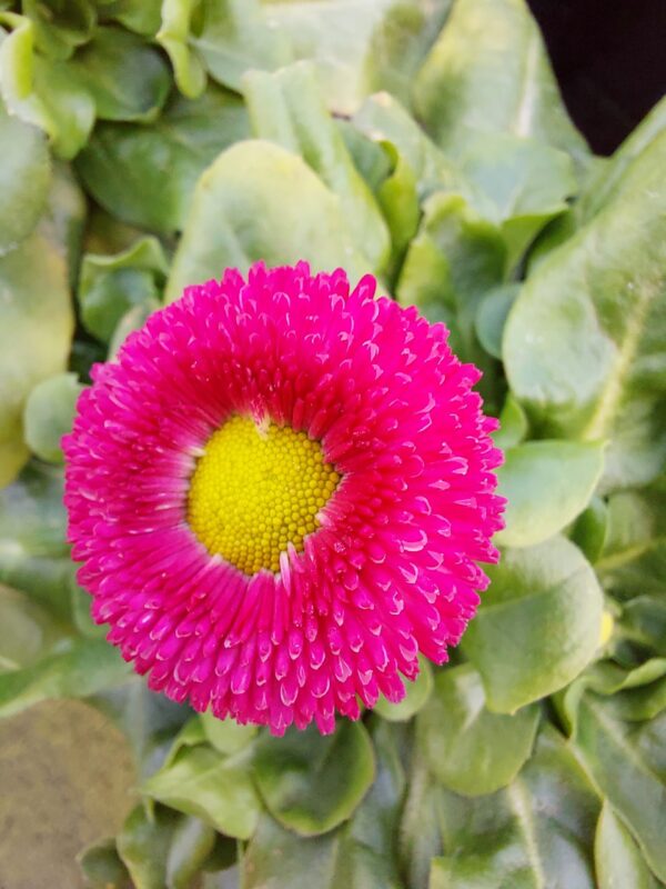 20230215_142440 Stokrotka - różowa