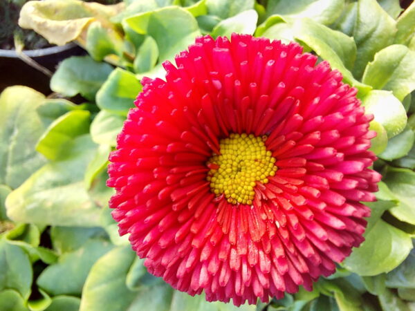 20230215_142456 Stokrotka - czerwona