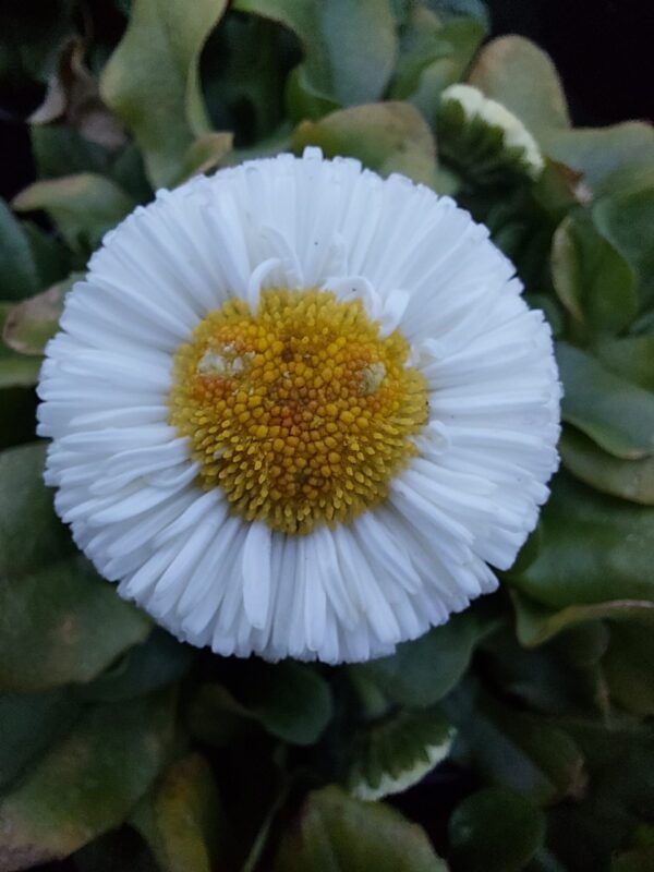 20230226_165645 Stokrotka - biała