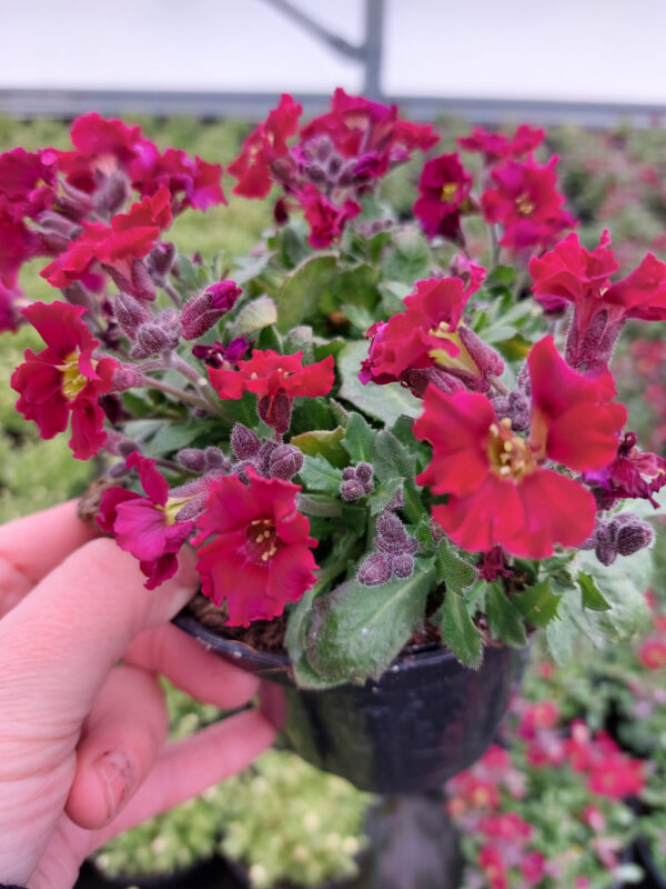 Żagwin ogrodowy | Axcent Burgundy | Aubrieta hybrida