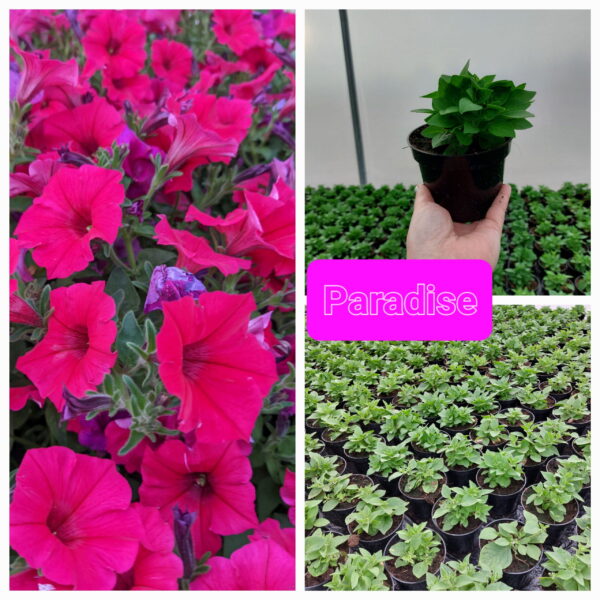 Supertunia Vista - Paradise