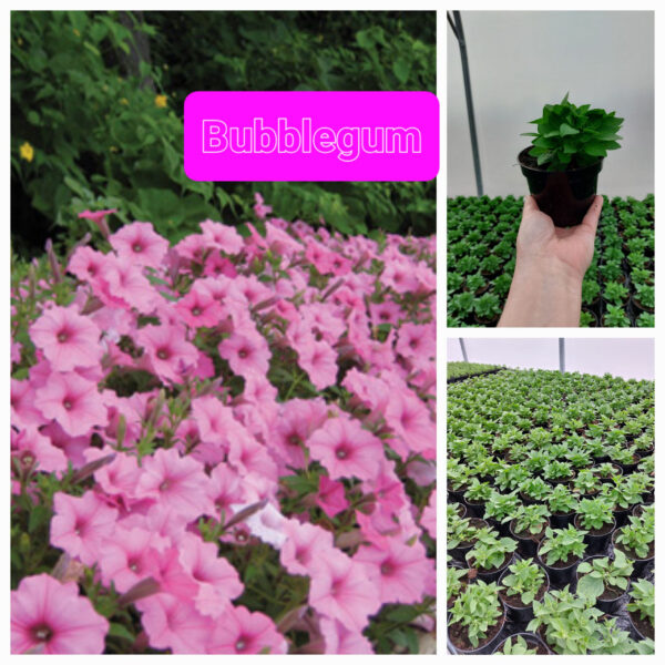 Supertunia Vista - Bubblegum