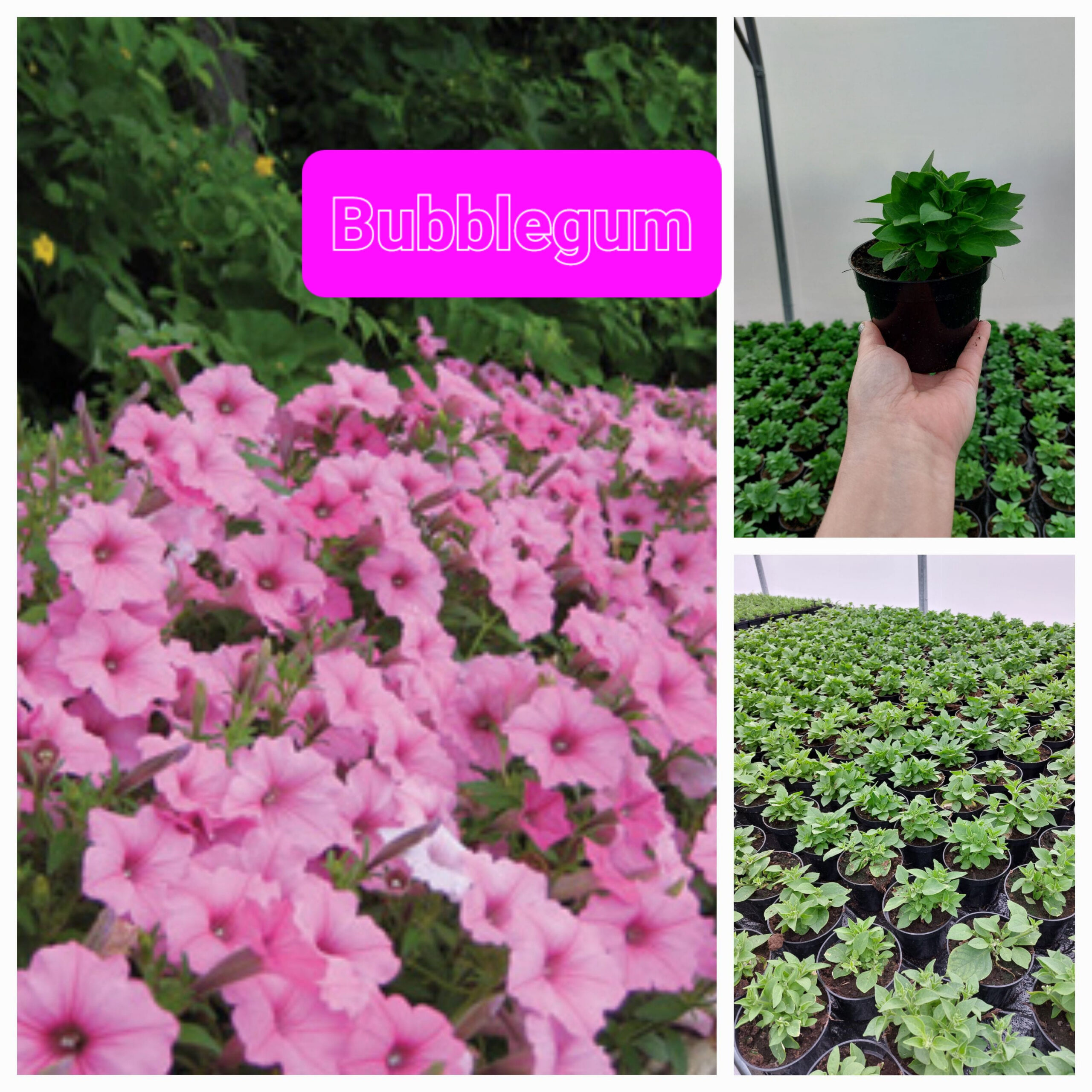 Supertunia Vista - Bubblegum - Rośliny Ozdobne Car