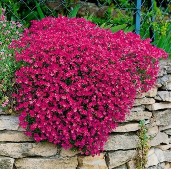 Żagwin ogrodowy | Axcent Burgundy | Aubrieta hybrida