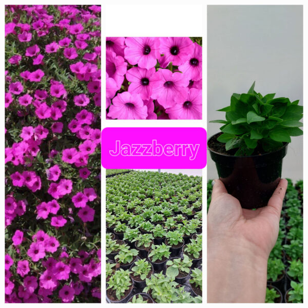 Supertunia Vista - Jazzberry